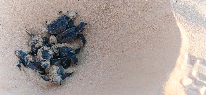 Turtle nests | Manabí