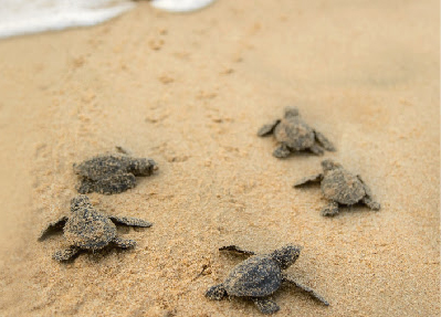 Baby Turtles | Manabí