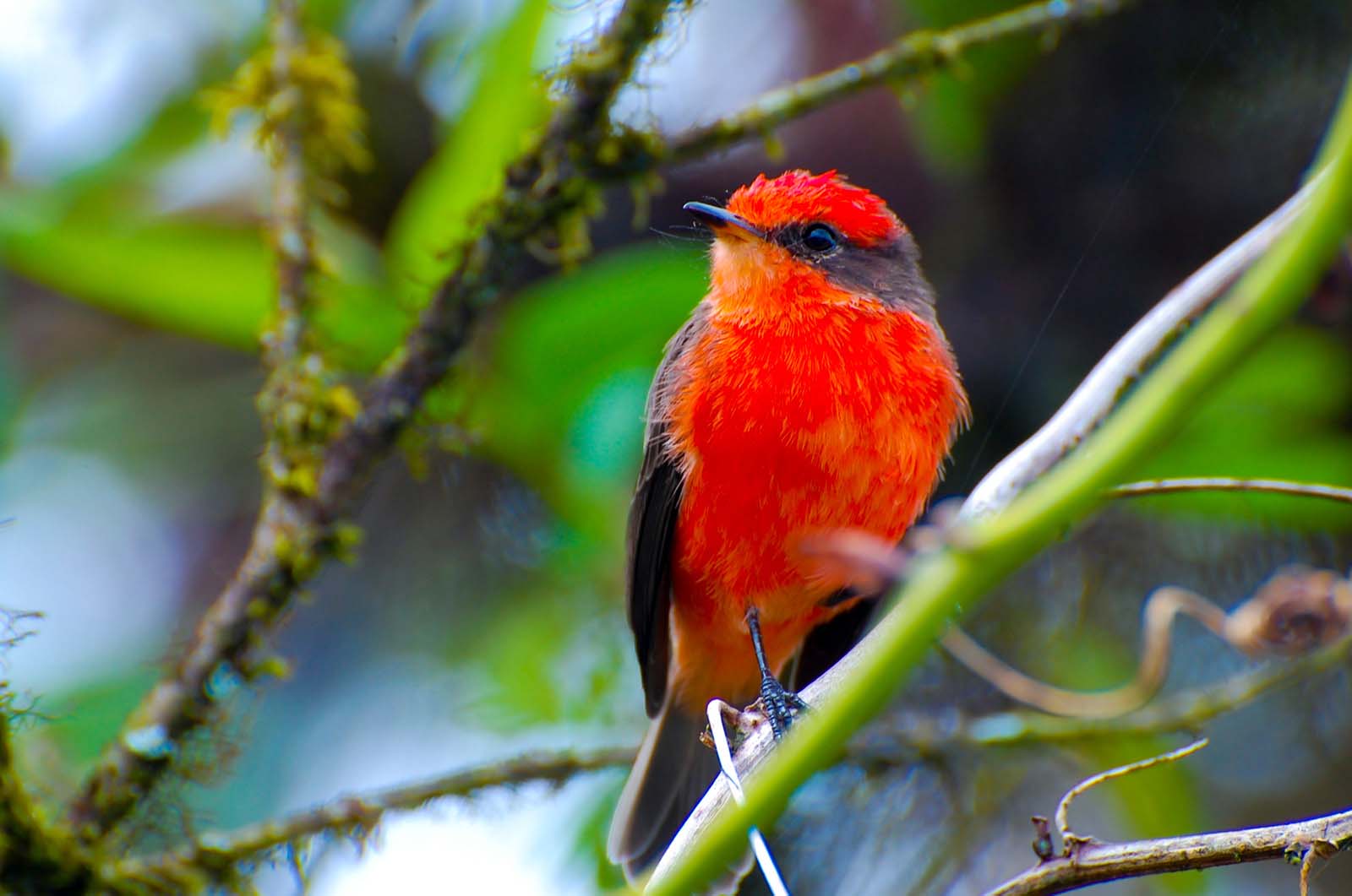 Vermilion flycatcher | Galapaos