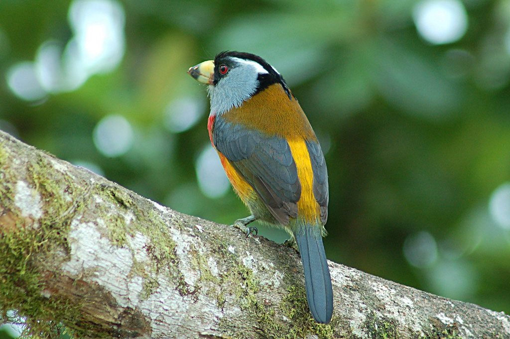 Birdwatching | Mindo | Ecuador