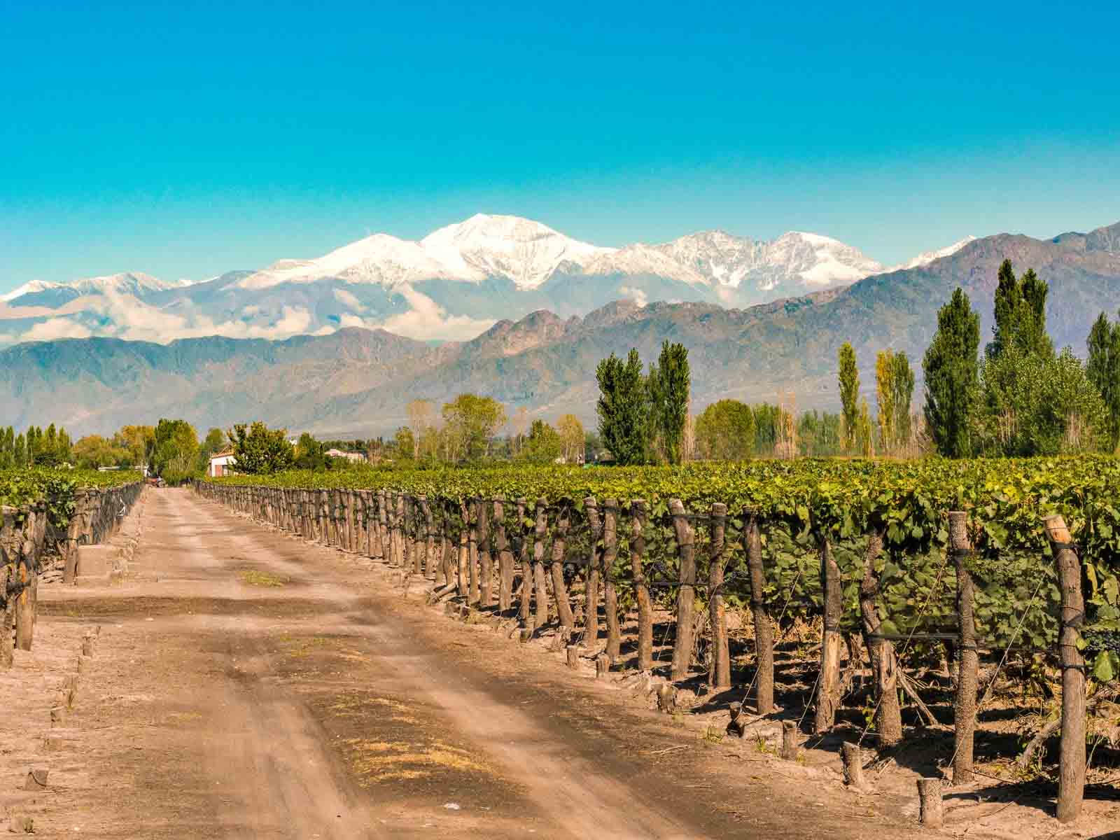 Vineyard in Mendoza | Argentina