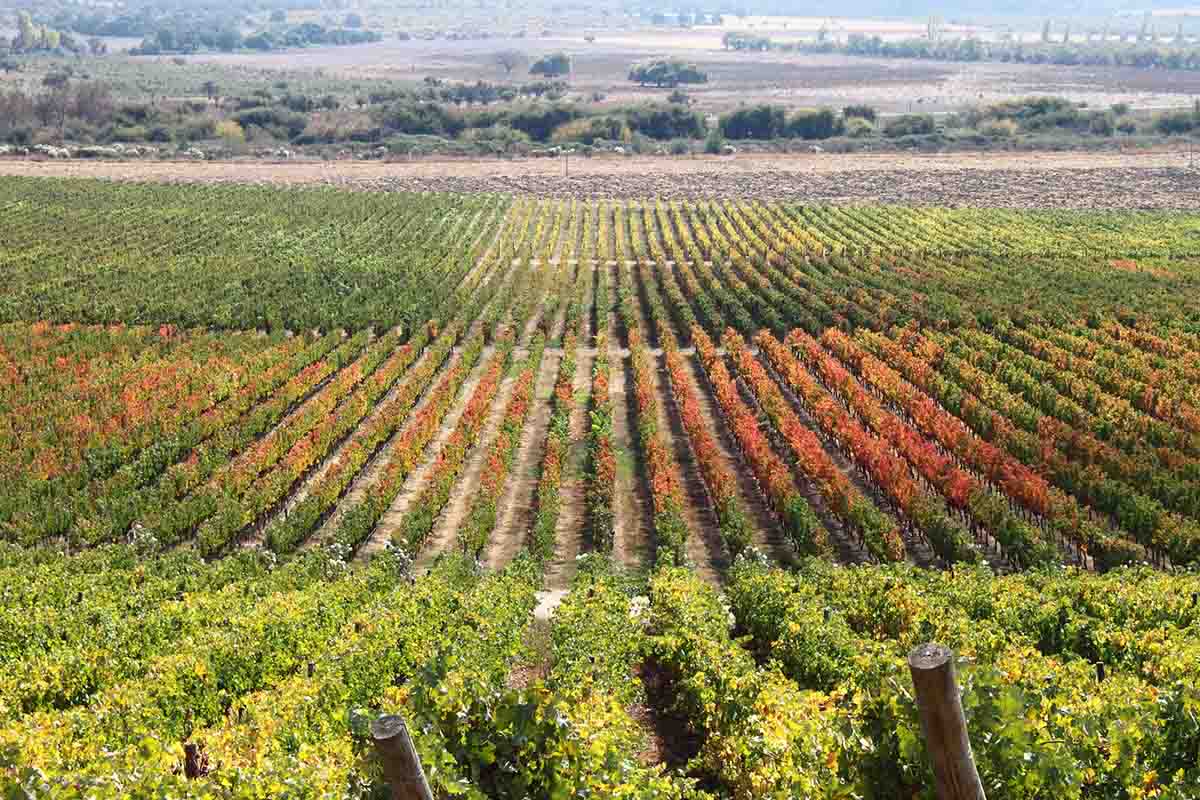 Vineyards | Chile