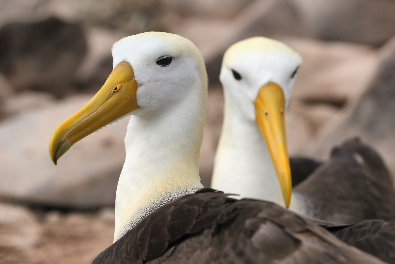 Waved albatrosses | Galapagos Islands
