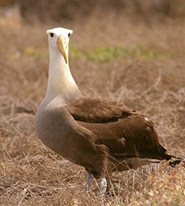 Albatross Galapagos islands