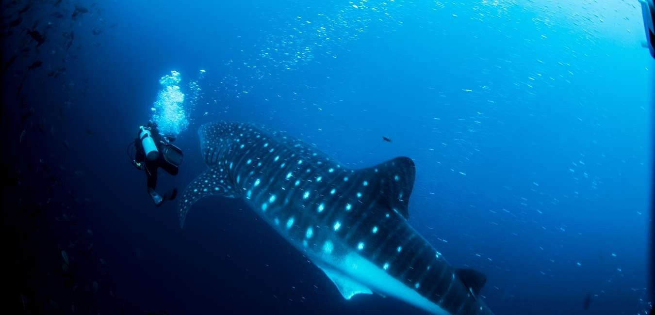 Galapagos whale shark