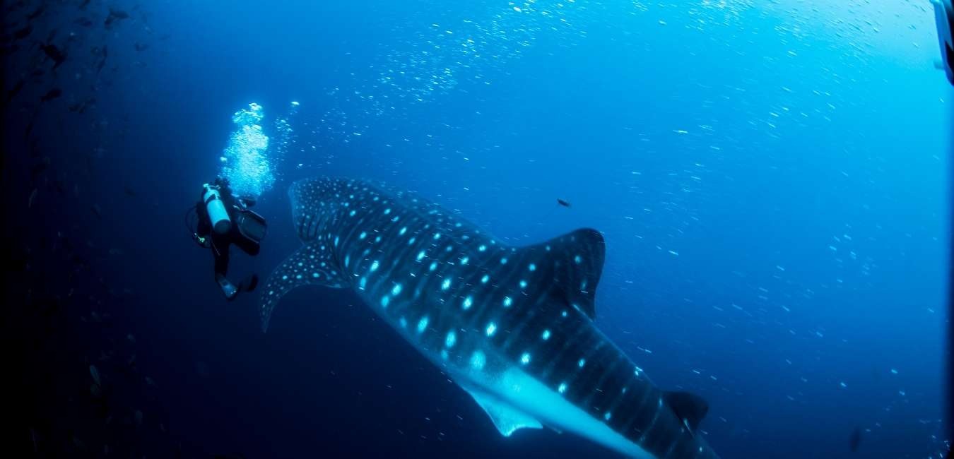 Whale Shark | Galapagos