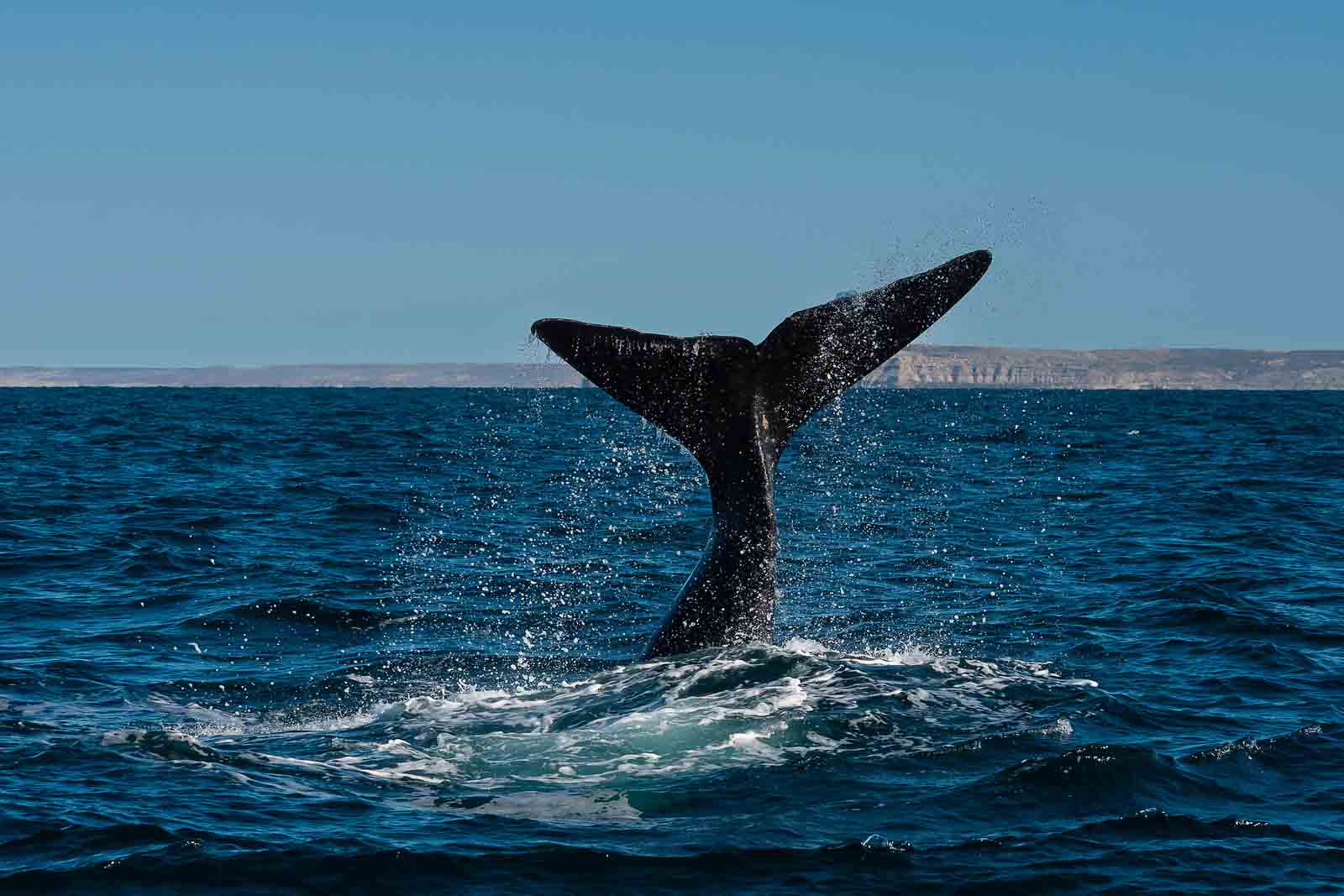 Whale | Patagonia | South America
