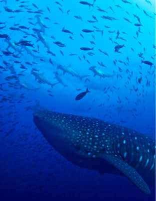 Galapagos shark