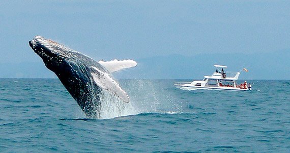 Best time for whale watching