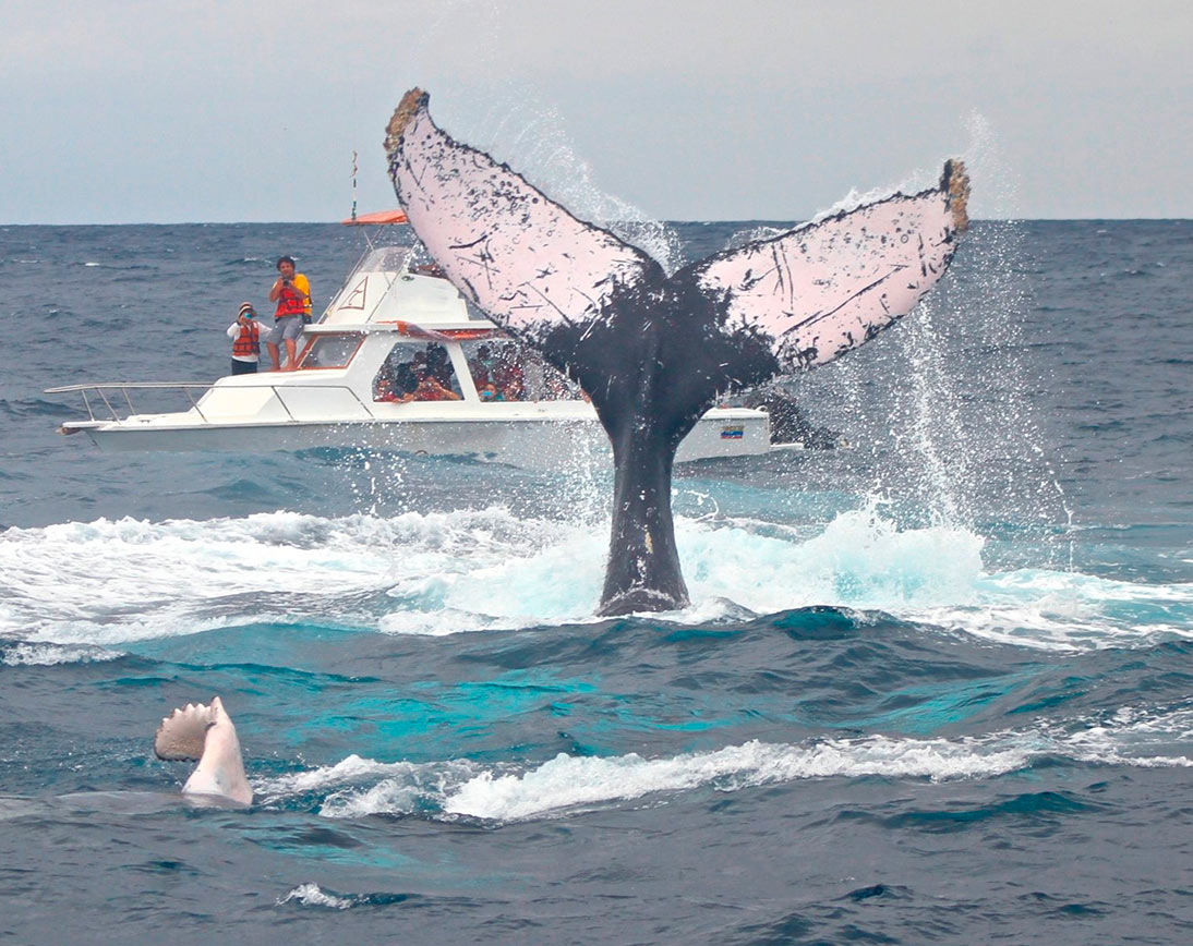 Whale Puerto Lopez