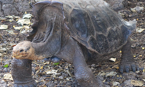 Wildlife Galapagos