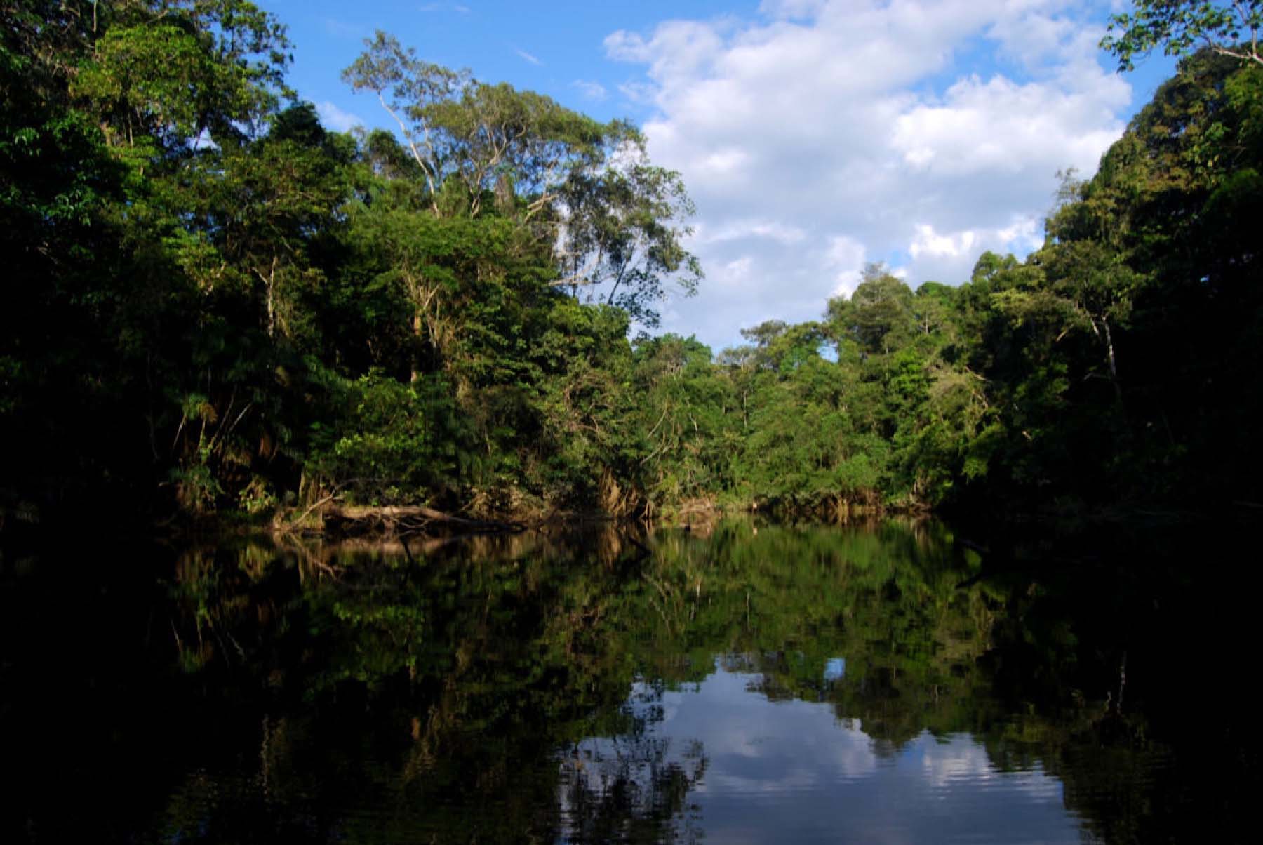 Yasuni National Park | Amazon | Ecuador | South America