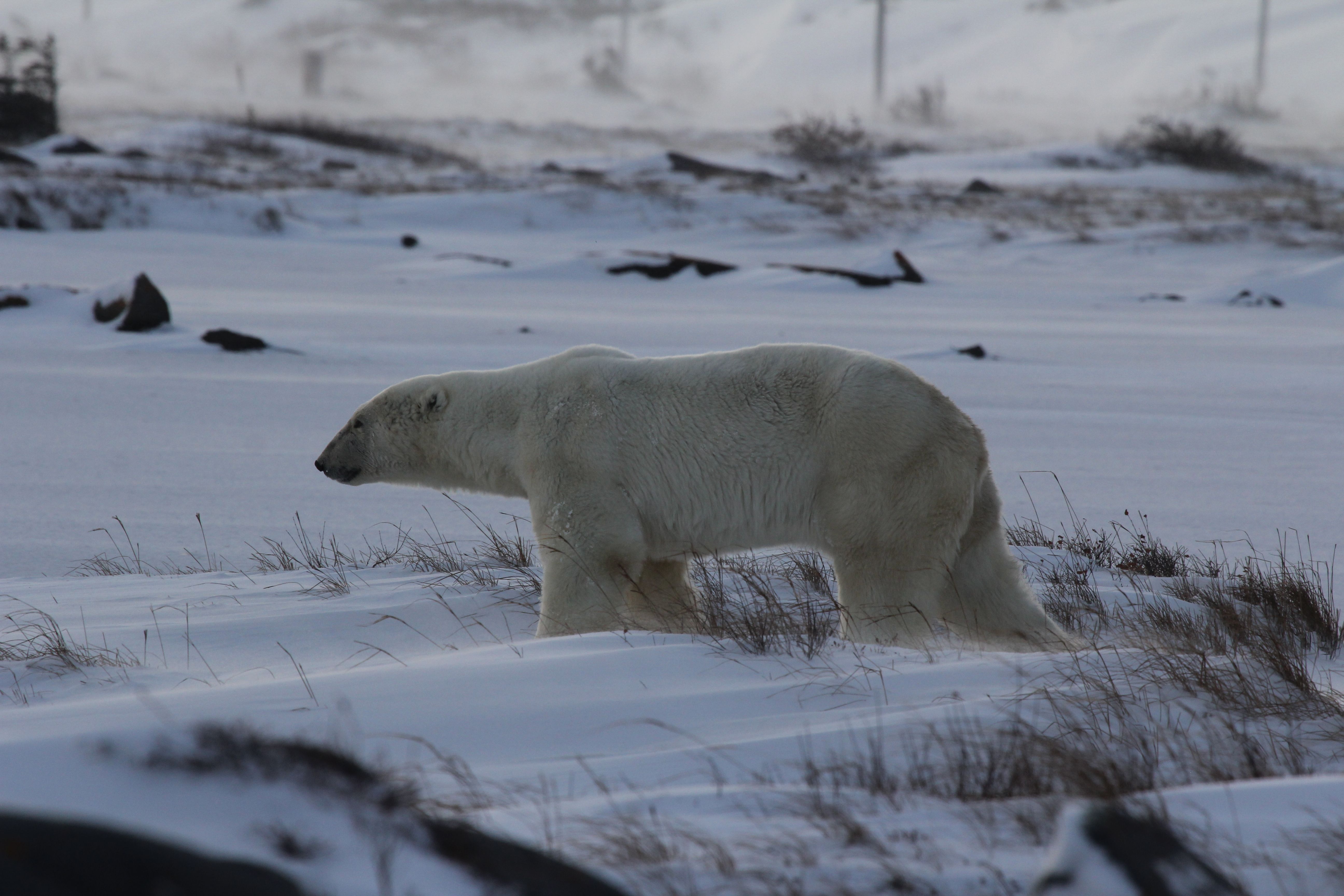 Polar Bears Churchill Canada & Hidden Canadian Experiences | Travellers Lounge