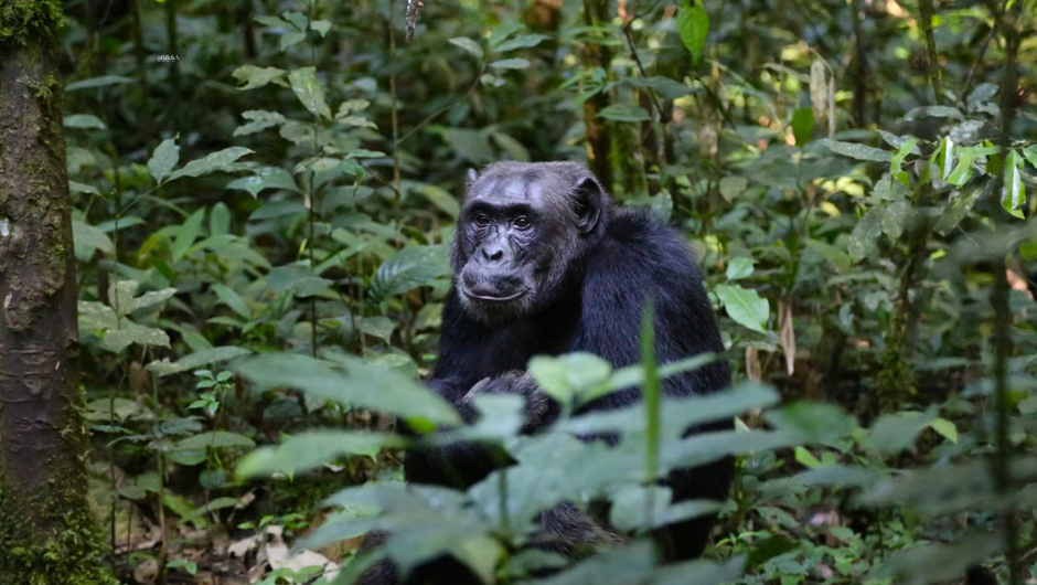 Gorilla Trekking Uganda & Rwanda | Giraffe Safaris