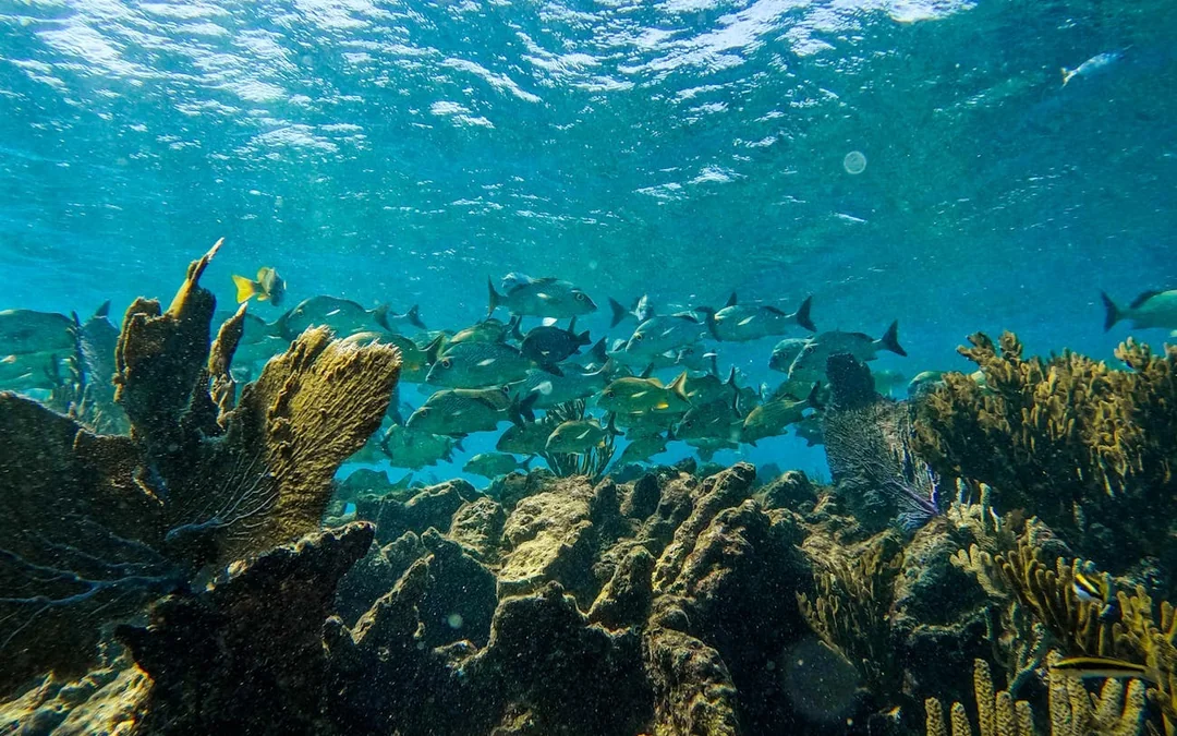 2 Hours Tulum Snorkel: Sea Turtles, Stingrays & Coral Reef Image 4