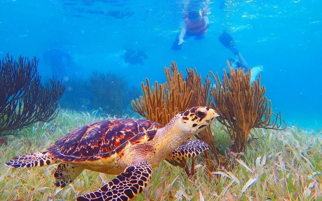 3 Hidden Cenotes and Puerto Morelos Reef Guided Snorkeling Tour Image 3