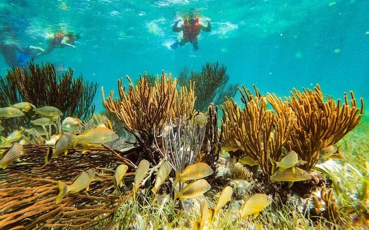 3 Hidden Cenotes and Puerto Morelos Reef Guided Snorkeling Tour Image 4