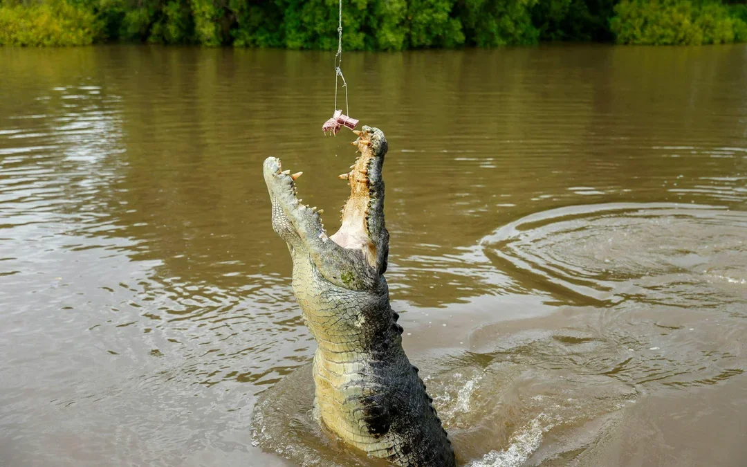 Adelaide River Jumping Crocodile Cruise with Guided Commentary Image 2