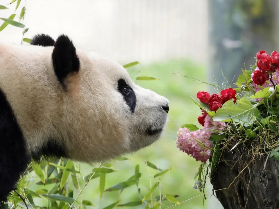 Admission ticket to Shenshuping Base of Wolong Giant Panda Protection and Research Center, Aba Prefecture, Sichuan, China