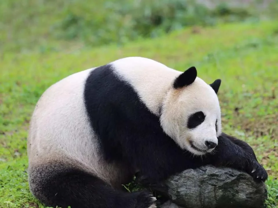 Admission ticket to Shenshuping Base of Wolong Giant Panda Protection and Research Center, Aba Prefecture, Sichuan, China