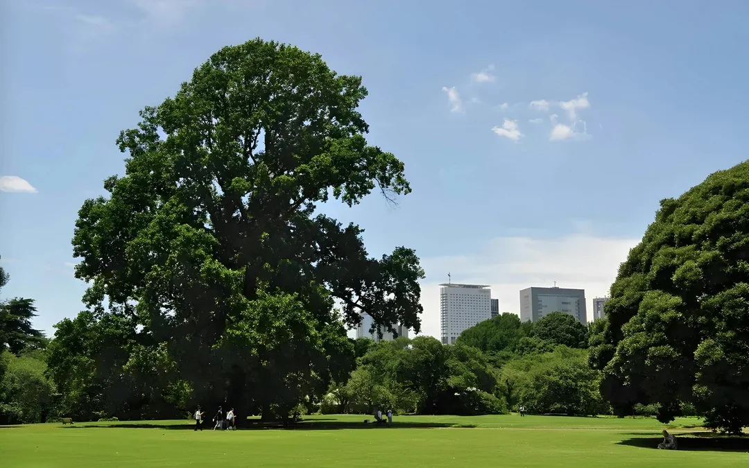 Admission Tickets to Shinjuku Gyoen National Garden Image 6