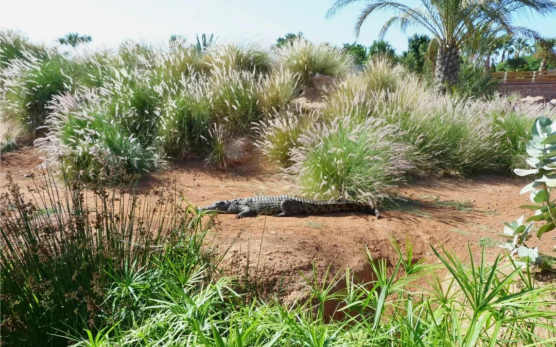 Agadir Crocoparc Tickets with Round-Trip Hotel Transfers Image 4