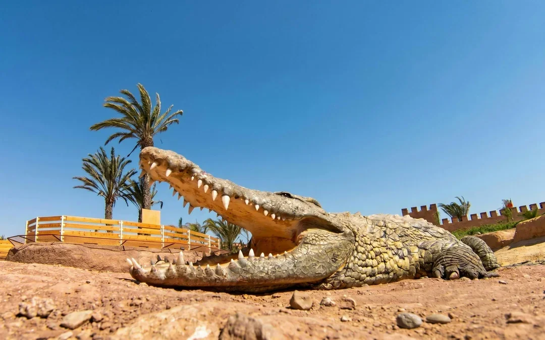 Agadir Crocoparc Tickets with Round-Trip Hotel Transfers Image 10