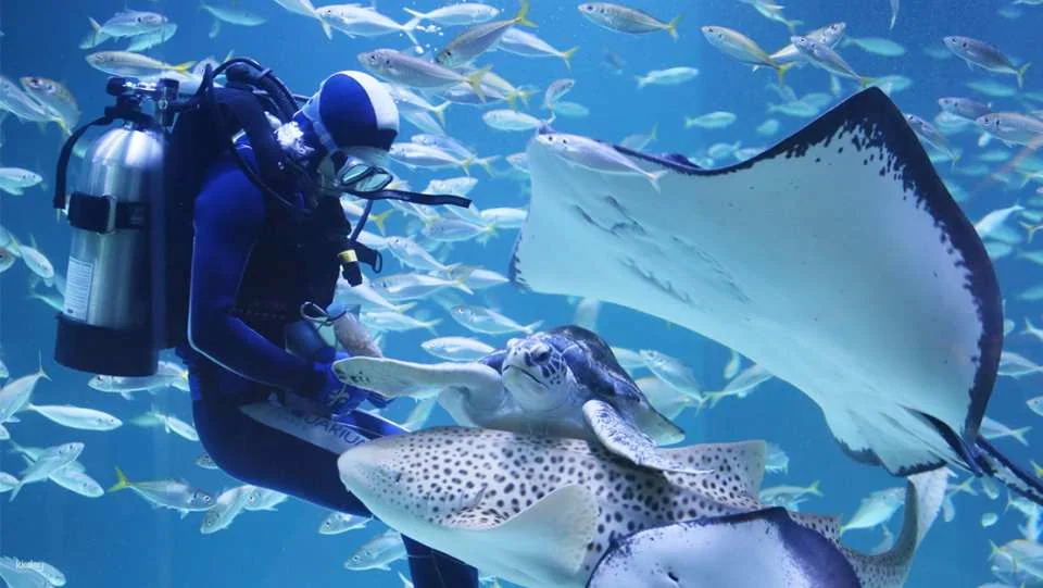[Ticket Available for Use After 1 Hour of Purchase] Alive Aquarium Daegu Ticket | South Korea