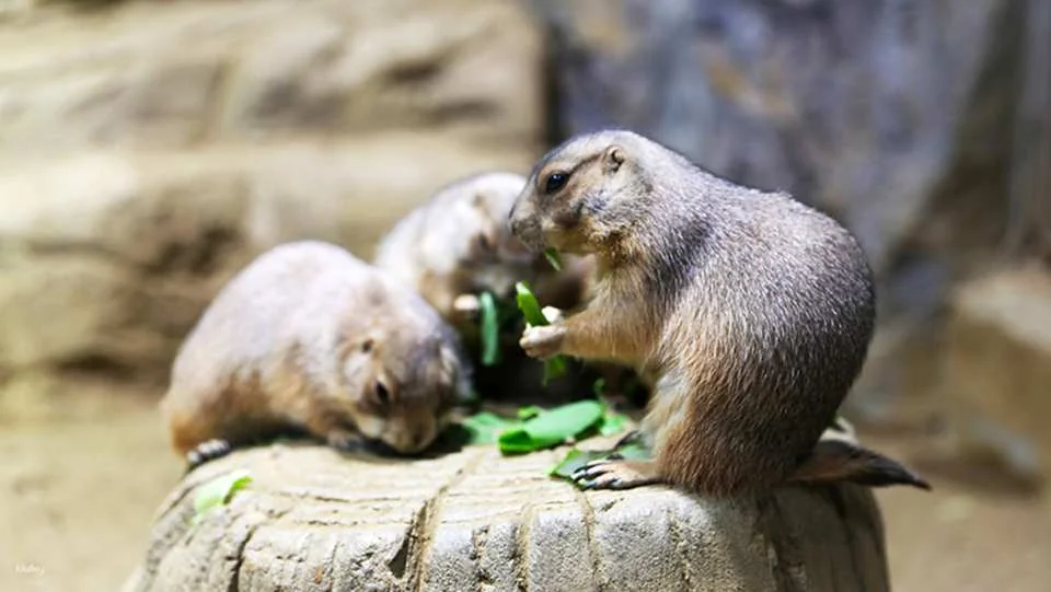 [Ticket Available for Use After 1 Hour of Purchase] Alive Aquarium Daegu Ticket | South Korea