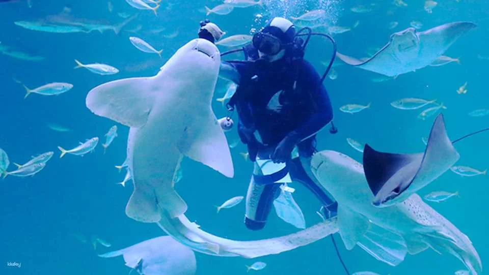 [Ticket Available for Use After 1 Hour of Purchase] Alive Aquarium Daegu Ticket | South Korea