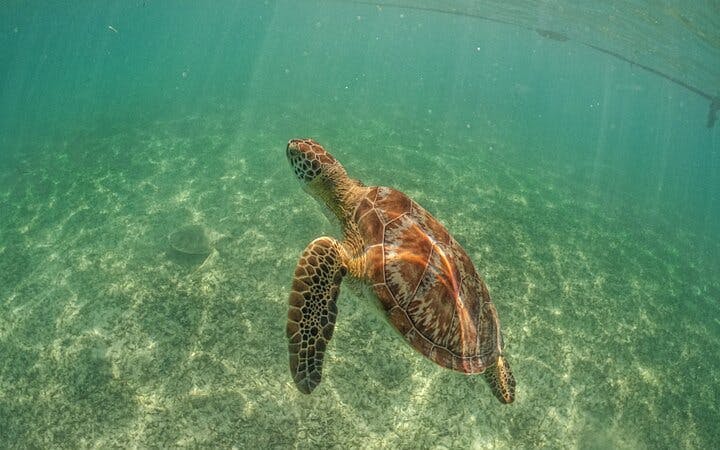 Akumal Bay Sea Turtle Snorkeling Guided Tour with Beach Free Time Image 3