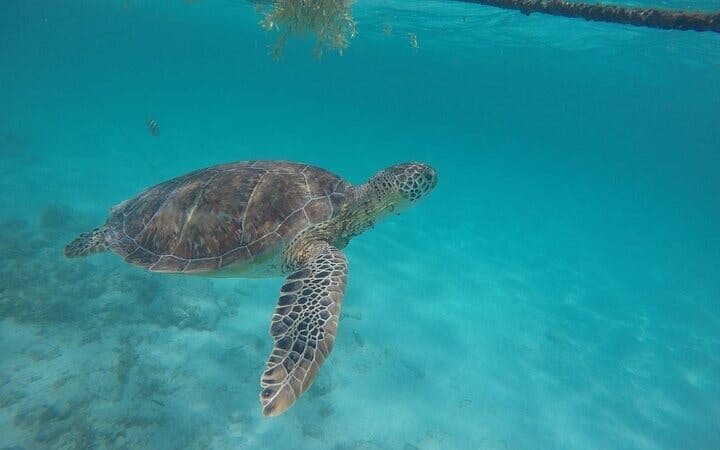 Akumal Bay Sea Turtle Snorkeling Guided Tour with Beach Free Time Image 5