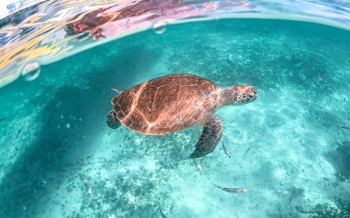 Akumal Bay Sea Turtle Snorkeling Guided Tour with Beach Free Time Image 10