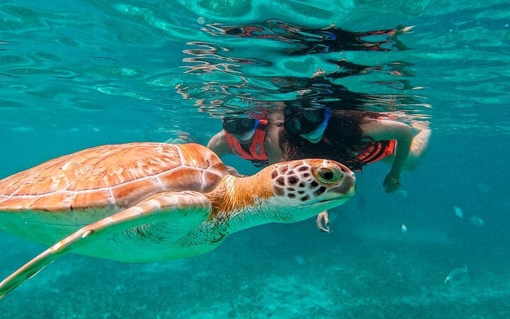 Akumal Snorkeling With Turtles Image 2