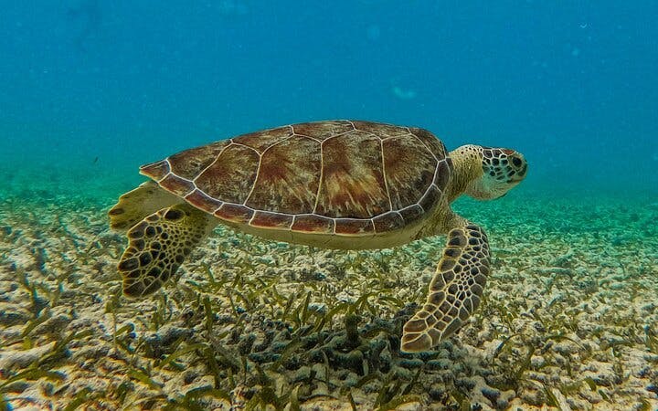Akumal Snorkeling With Turtles Image 10