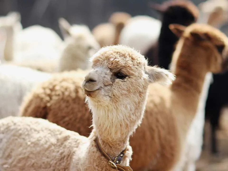 AlpacaWorld Ticket in Hongcheon