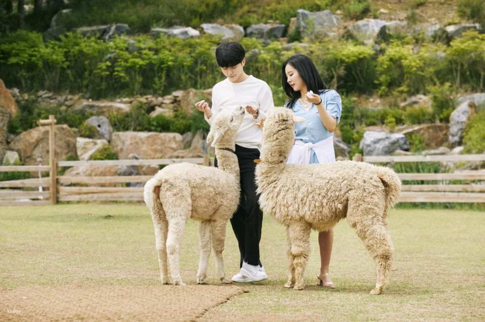 AlpacaWorld Ticket in Hongcheon