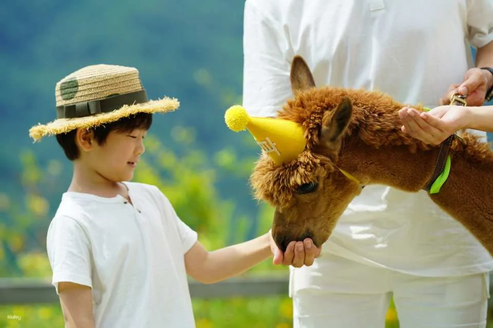 AlpacaWorld Ticket in Hongcheon