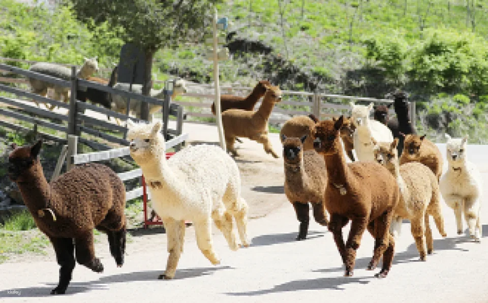 AlpacaWorld Ticket in Hongcheon
