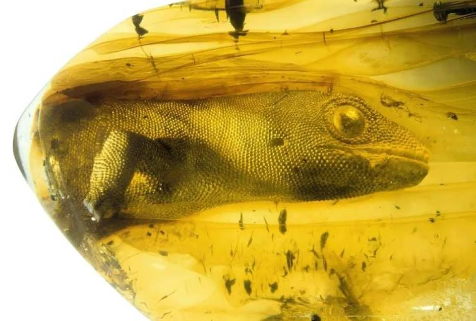 Tickets for the Amber Museum in Ribnitz Monastery