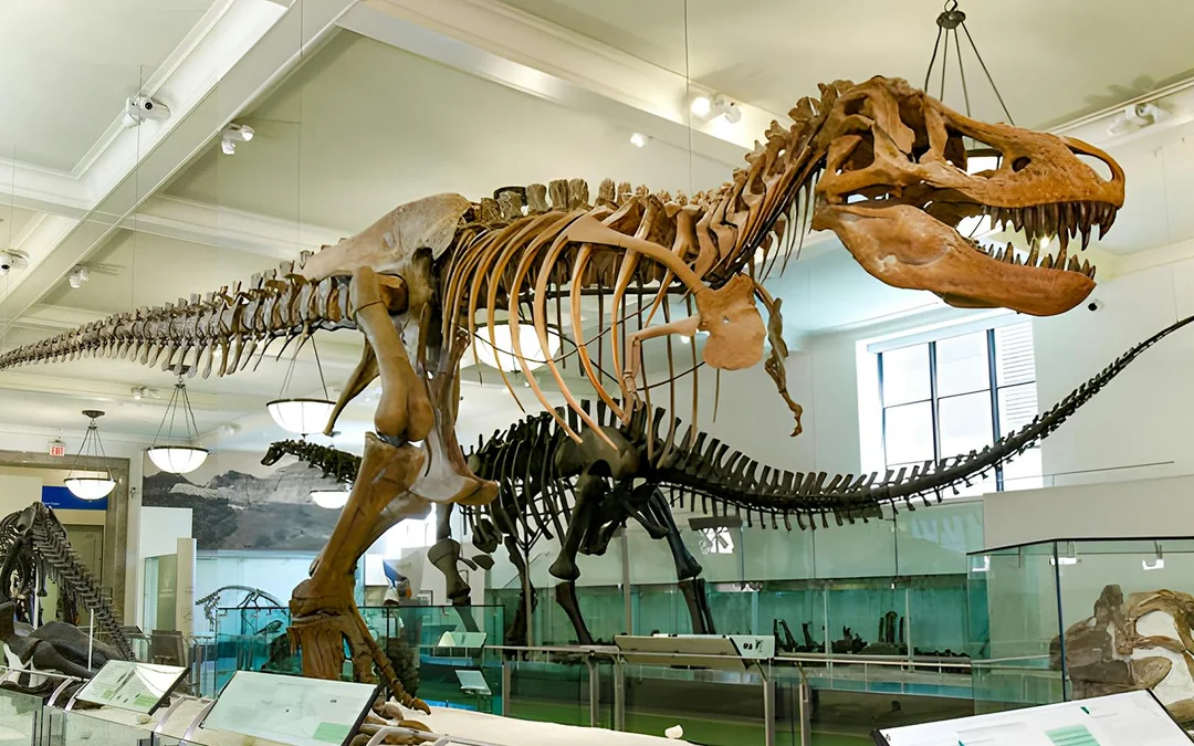 American Museum of Natural History plus 1-3 Top NYC Attraction Tickets Image 2