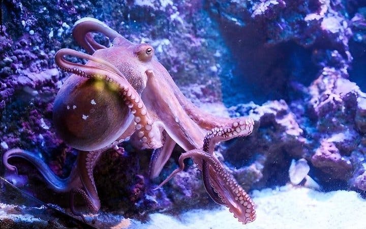 Antalya Aquarium and Face2Face Wax Museum Combo Ticket Image 2