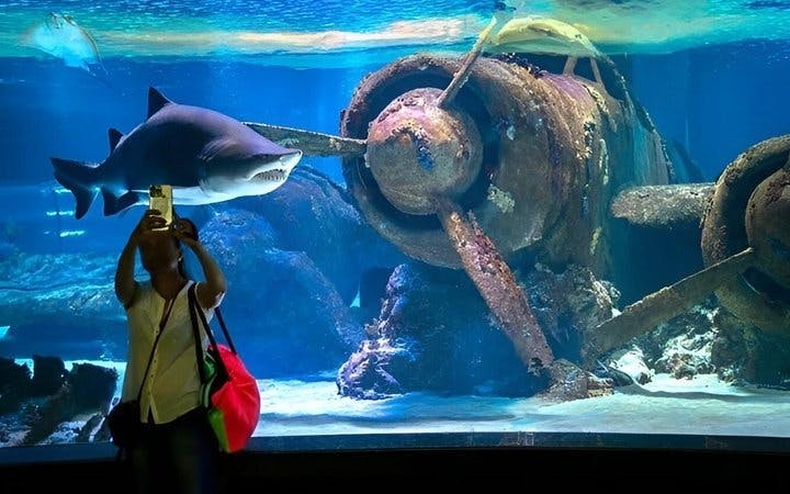 Antalya Aquarium and Face2Face Wax Museum Combo Ticket Image 3