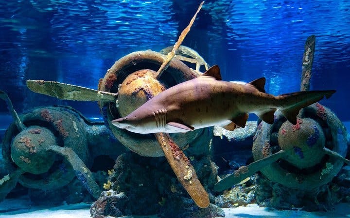 Antalya Aquarium and Face2Face Wax Museum Combo Ticket Image 4