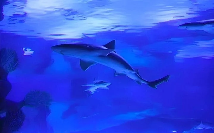 Antalya Aquarium and Face2Face Wax Museum Combo Ticket Image 10