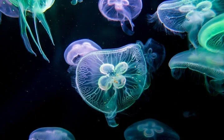 Antalya Aquarium & Fun Park Tour–All-Inclusive with Hotel Pickup Image 5