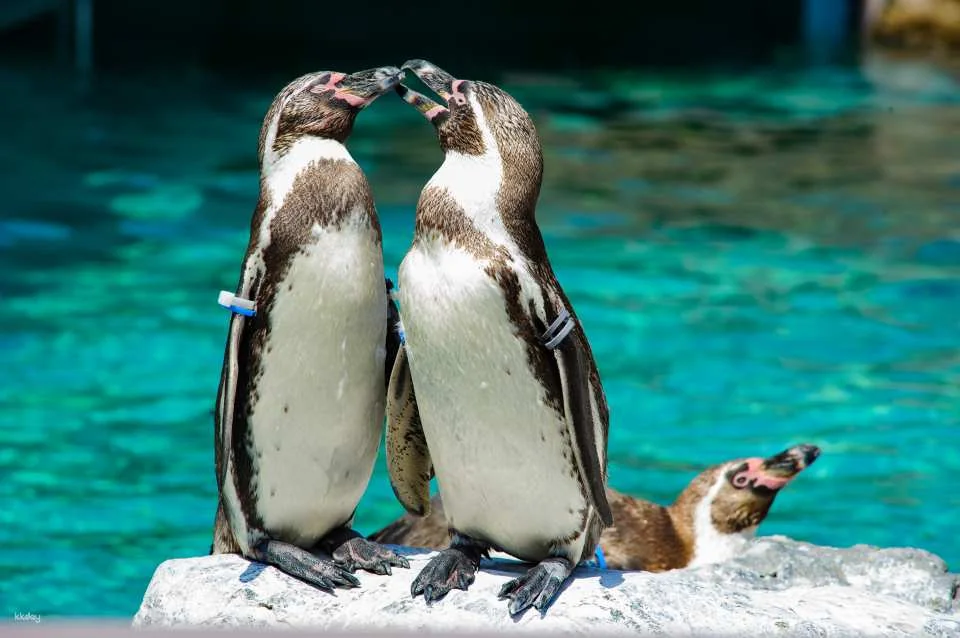 [Smooth entry with advance purchase] Aqua World Ibaraki Oarai Aquarium Admission Ticket