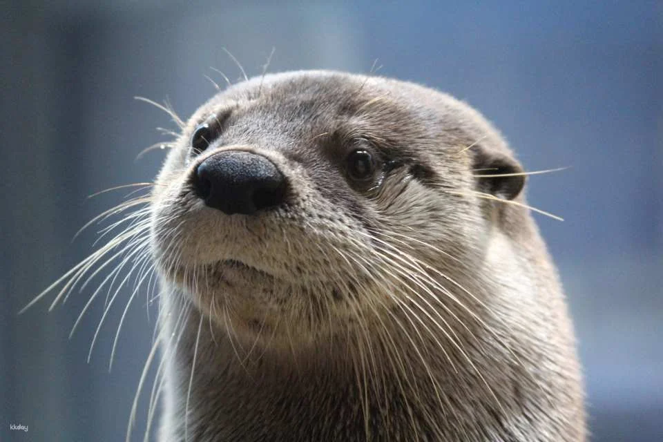 [Smooth entry with advance purchase] Aqua World Ibaraki Oarai Aquarium Admission Ticket