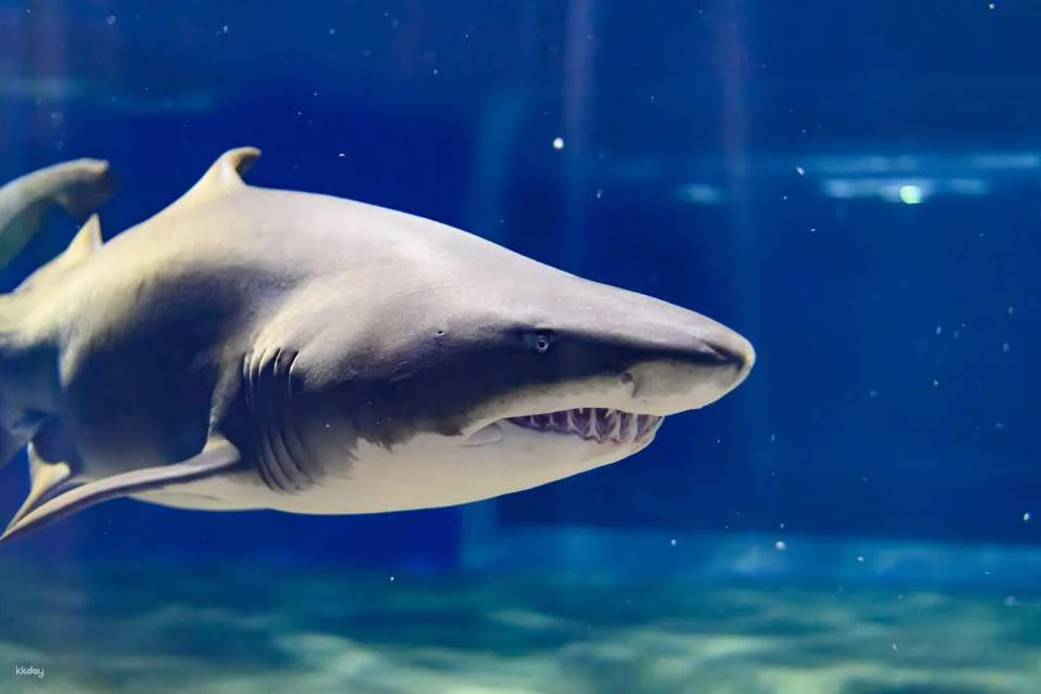 [Smooth entry with advance purchase] Aqua World Ibaraki Oarai Aquarium Admission Ticket