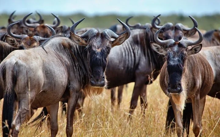 Aquila Game Reserve Safari: Small-Group Big 5 Tour with Hotel Pickup, Park Entry, and Buffet Lunch Image 2